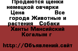 Продаются щенки немецкой овчарки!!! › Цена ­ 6000-8000 - Все города Животные и растения » Собаки   . Ханты-Мансийский,Когалым г.